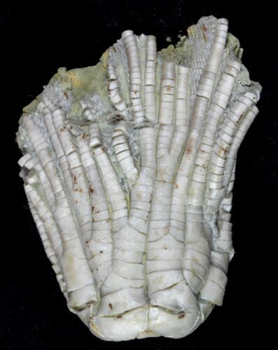 Fossil Crinoid (Zeacrinites) - Fraileys Limestone, Illinois #58265